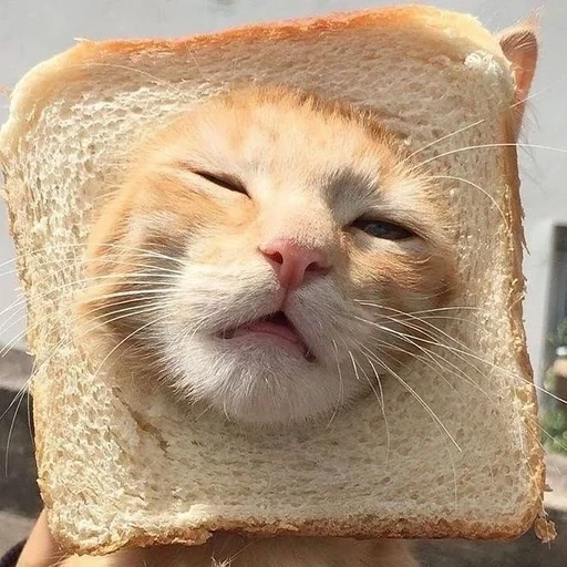 cat, bread cat, cat of bread, the cat is funny, cat of bread art
