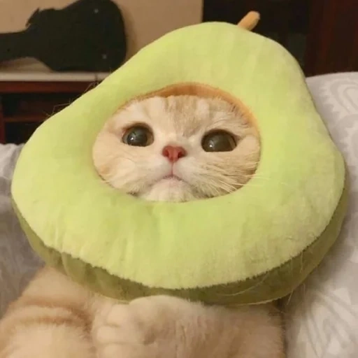 кот, милые котики, веселые животные, кот шапкой авокадо, котик костюме авокадо