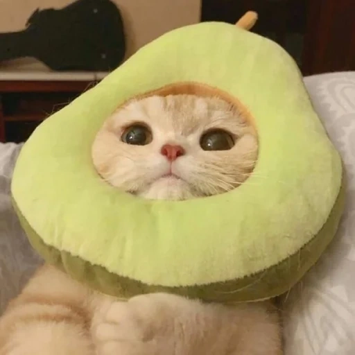 gato, gatos lindos, animales divertidos, el gato es una gorra de aguacate, gatito de vestuario aguacate