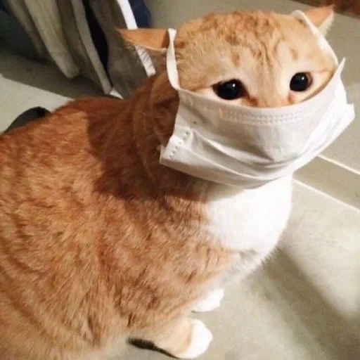 gato, cat, selo, selo musk, máscara médica de gato