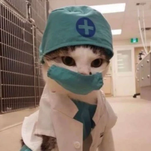médico gato, médico gato, médico gato, médico cachorro marinho, máscara de mel de gato