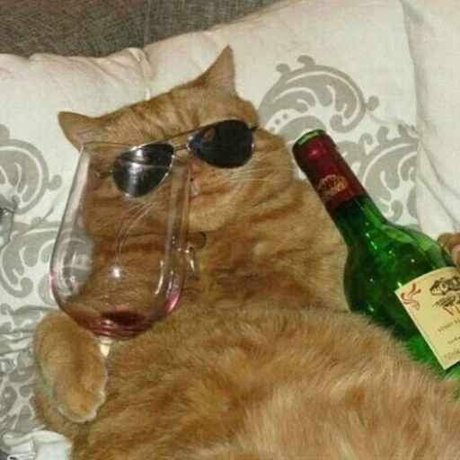 кот, кот вином, бухой кот, пьяный кот, пьяная кошка