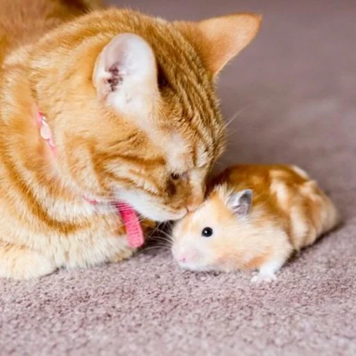 the cat is a hamster, cat hamster, cats hamsters, funny animals, friendship of a cat hamster