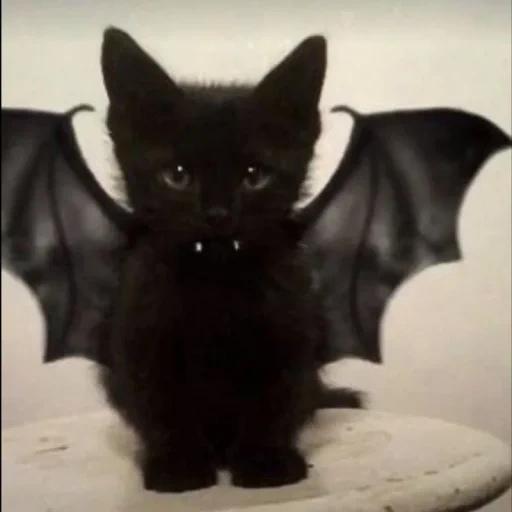 vampire-flying mouse, cat bat mouse, kitten bat mouse, black cat, block