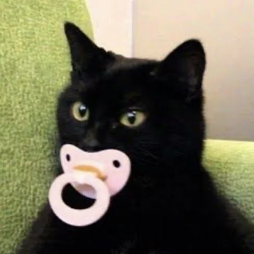 cat with a dummy, cat, cats with a dummy, funny cats, funny cats