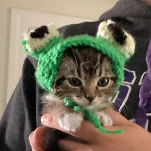 a cat in a hat, a cat in a hat, a cat in a hat of a frog, a kitten in a hat of a frog, cat in a hat of frog