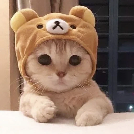 kucing lucu, kisa vorobyaninov, foto kucing lucu, kucing lucu, kucing di topi