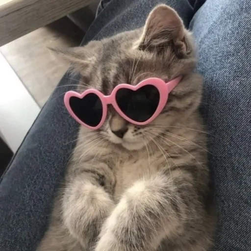 cat in pink glasses, cat