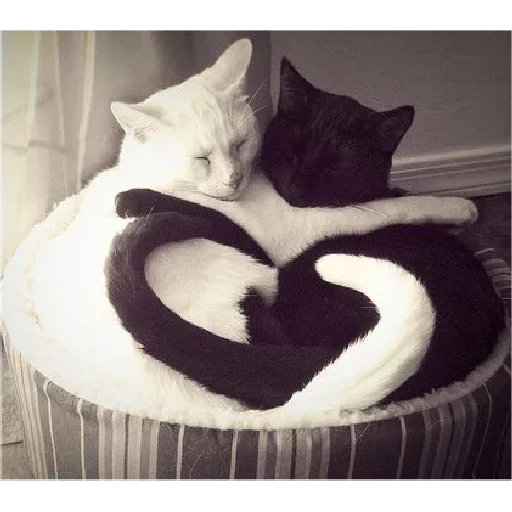 cat, seal, cat love, cat white, yin-yang cat