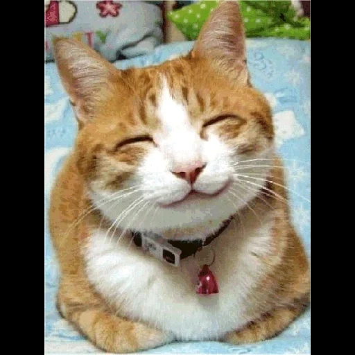 a contented cat, smiling cat, smiling cat, red cat smiles, meme smiling cat