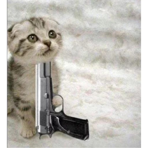 gato de pistola, el gato se disparó a sí mismo, gatito con un arma, un gato con una pistola, gato de pistola en la boca