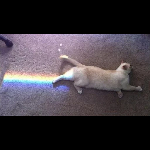 gato, gato, cão, rainbow cat, gatos arco íris