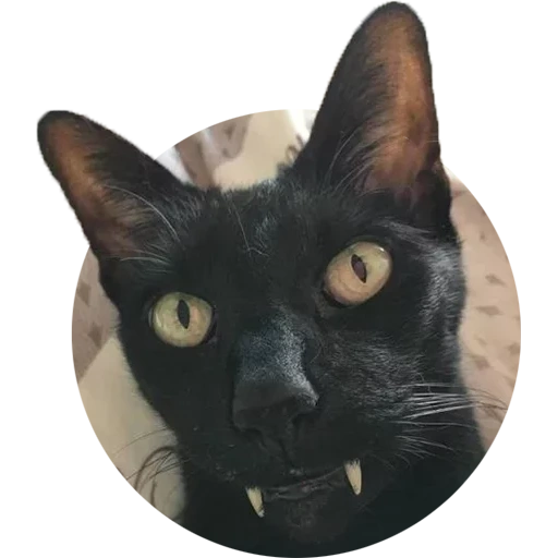 kucing, kucing vampir, kucing hitam, count mlakula, earl mryakula cat