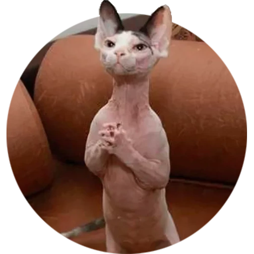 the sphinx, sphinx cat, the sphinx is funny, the sphinx of canada, canadian sphinx cat