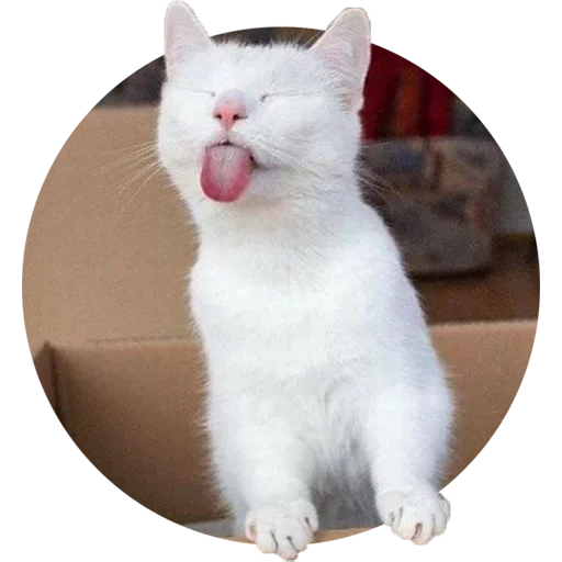 cats, cats, chat blanc, hilarant cat, drôle de chat blanc