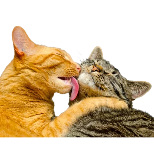 cat, die katze, liebevolle katze, die robbe streichelt, robben lecken sich gegenseitig
