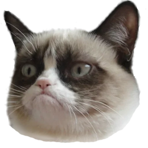 cat, blue-skinned cat, grumpy cat, sad cat, disgruntled cat meme