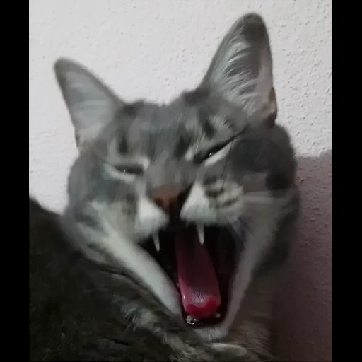 cat, cat, yawning cat, homemade cat, homemade cat