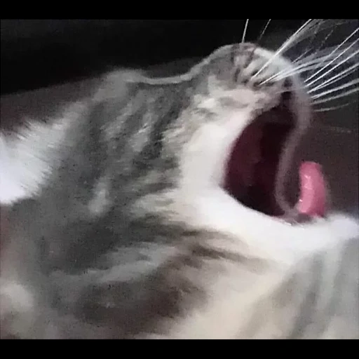 cat, a screaming cat, yawning cat, animal cats, yarking cat