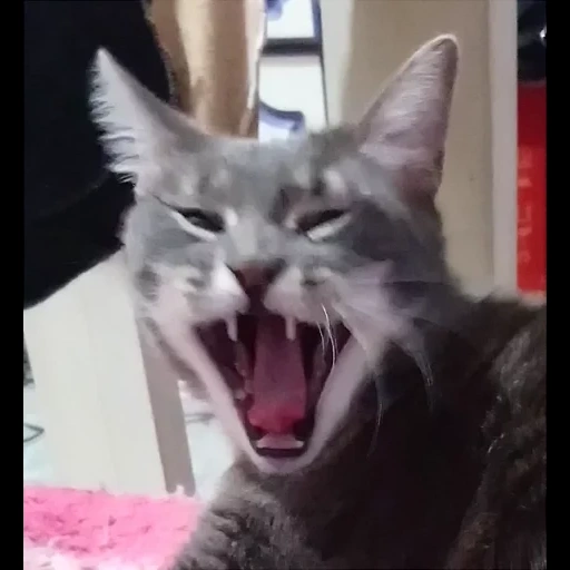 cat, kotka, yawning cat, sneezing cat, ahahaha cats