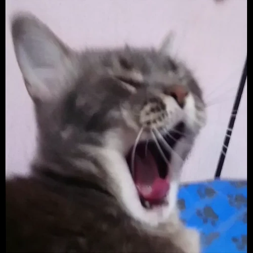 cat, cats, angry cat, yawning cat, eliveboy cat