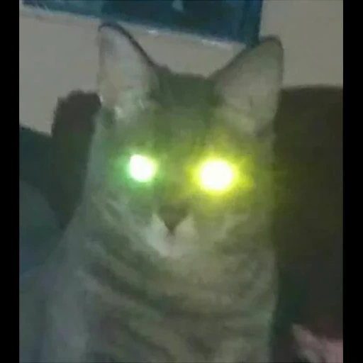 кот, коты, кошка, кошка кошка, кот светящимися глазами