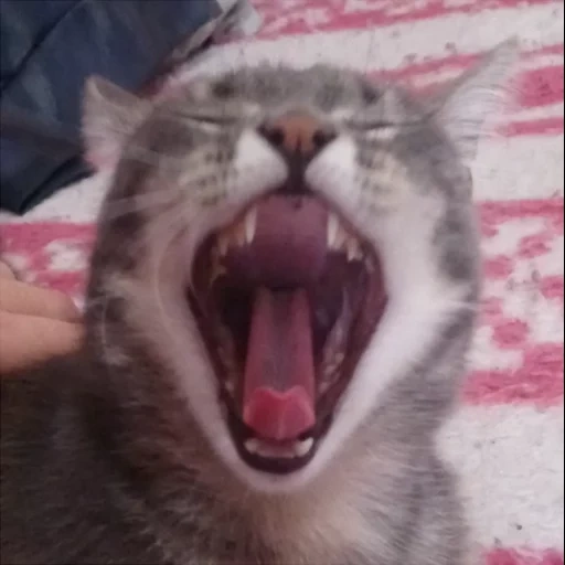 cat, cats, kotka, cat teeth, the cat is yawning