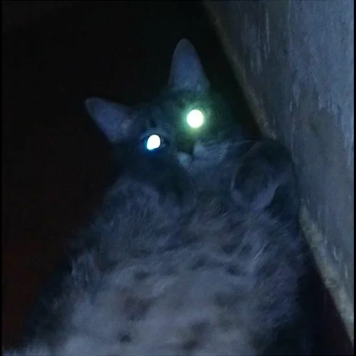 gato, cat, gato, gato insidioso, gato com olhos brilhantes