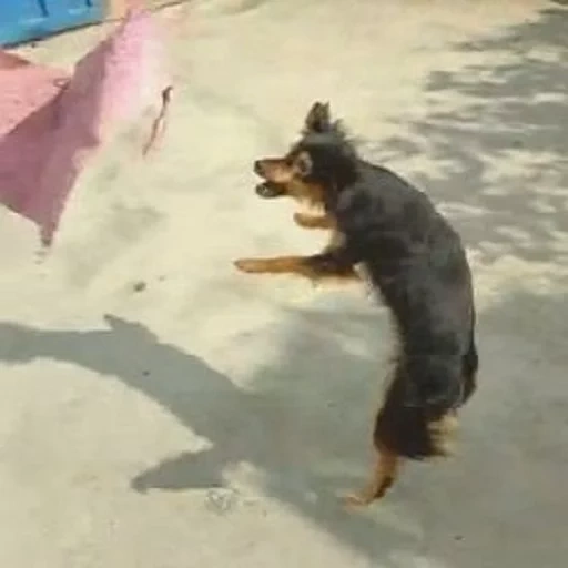 anjing, dachshund, anjing kobel, anjing adalah binatang, anjing tsvergpincher