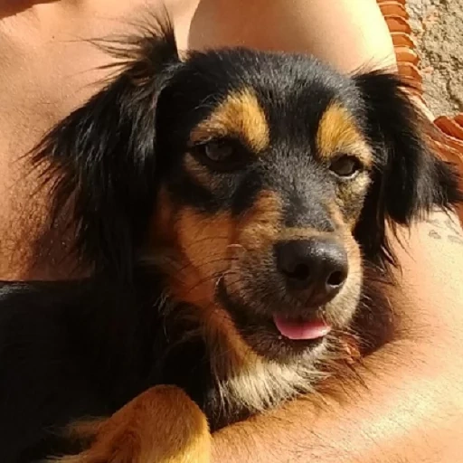 dachshund, cão, cães, dachshund, o cachorro é um animal