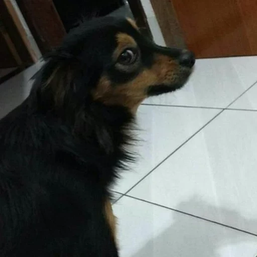 cão, toy terrier, russo isso, há muito persegui aquele terrier, russo aquele terrier há muito tempo