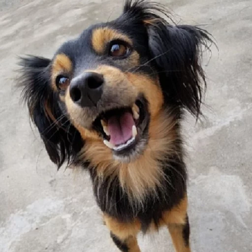 dog, puppy, animals, australian shepherd dog, interesting long-haired dachshund