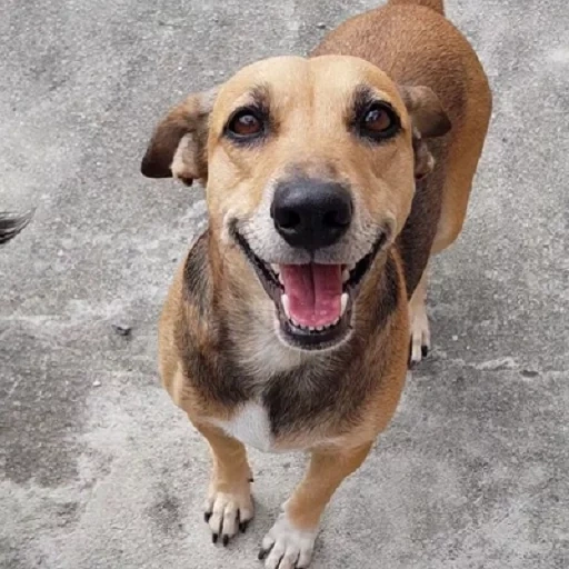 cão, animais, dachshund, o cachorro é de raça pura, cachorro russo