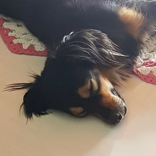 cão, cães adoráveis, dachshund, os animais são fofos, cães de animais