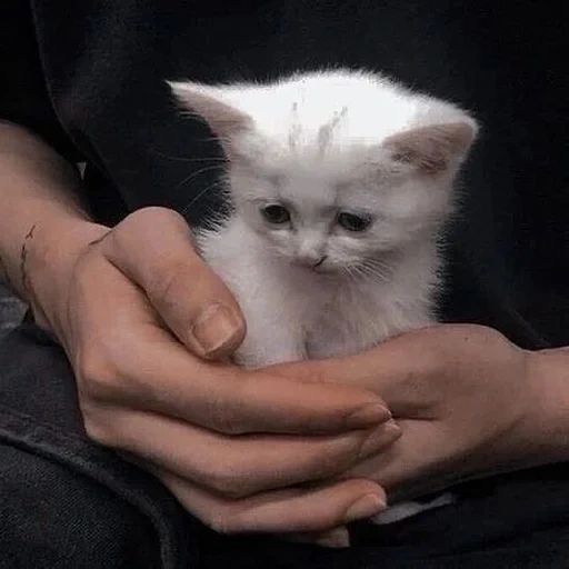 gatto, gattini, kittens aesthetics, il gattino è bianco grigio, gattino bianco con le mani