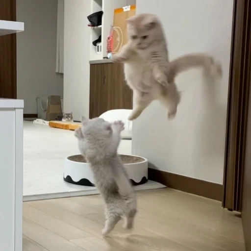 kucing, kucing, kucing menari, kucing lucu, kucing menari