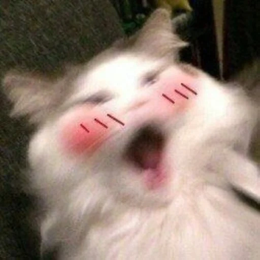 cat, cat, a cat, cute cats, the cat yawns a meme