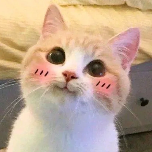 kucing yang cantik, kucing lucu, picchi cats, kucing lucu itu lucu, seekor kucing dengan pipi merah muda