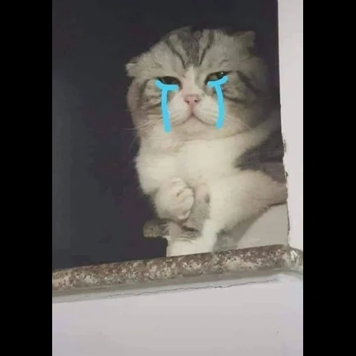 cats, cat cry, cute cats, funny cats, the cat is fluffy