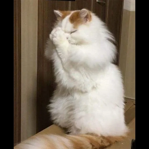 кот, кошка, кот кот, кот молится, пушистые кошки