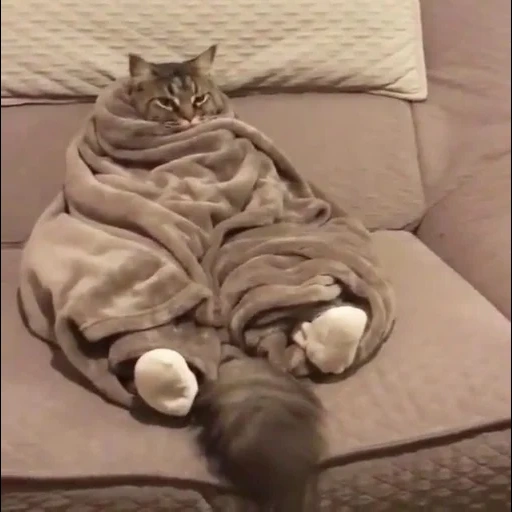 gato, gato, o gato é um cobertor, o gato é todo eretado, gato feliz