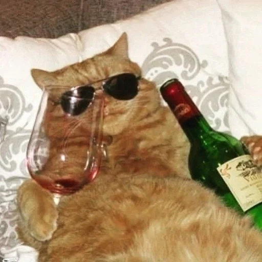 кот, кот вином, кот смешной, веселые животные, кот напитком мем