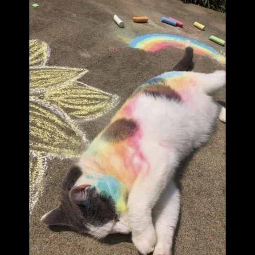 rainbow cat, gatti divertenti, i gatti sono divertenti, gatti animali, animali divertenti