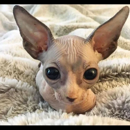 sphinx, sphinx cat, sphinx breed, canadian sphinx, cat canadian sphinx