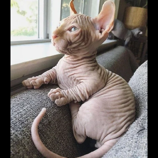 sphinx, sphinx cat, sphinx breed, canadian sphinx, cat canadian sphinx