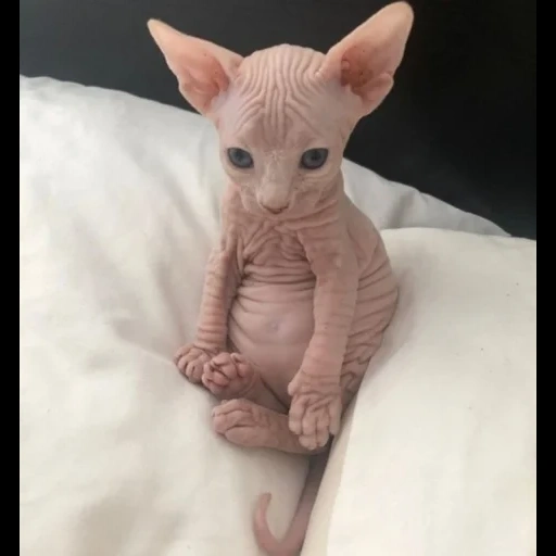 die sphinx, kanadische sphinx, skinhead katze sphinx, katze kanadische sphinx, kanadische sphinx kätzchen