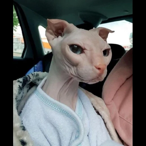 сфинкс, sphynx cat, кошка сфинкс, донской сфинкс кошка, кошка канадский сфинкс