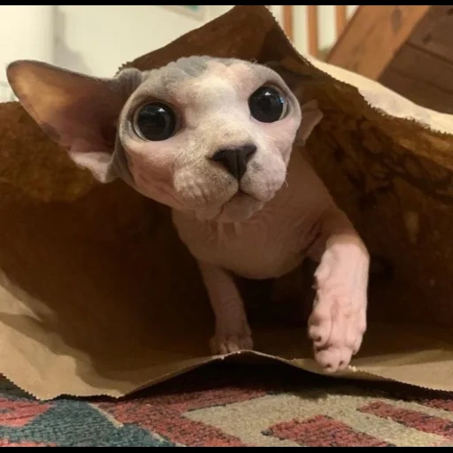 esfinge, esfinge cat, esfinge canadense, sphinx canadense de gato, o gatinho da esfinge está sujo