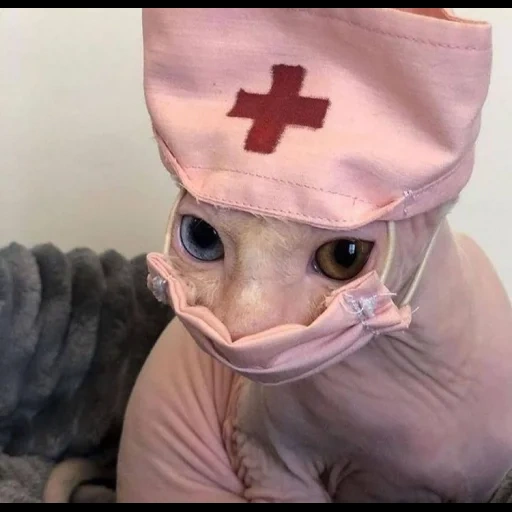 der katzenarzt, der doktor der katze, honigmaske für katzen, medizinische maske für katzen, medizinische uniform katze