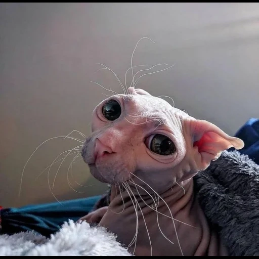 sphinx, kat dobby, sphinx cat, sphinx cat, dobby cat sphinx